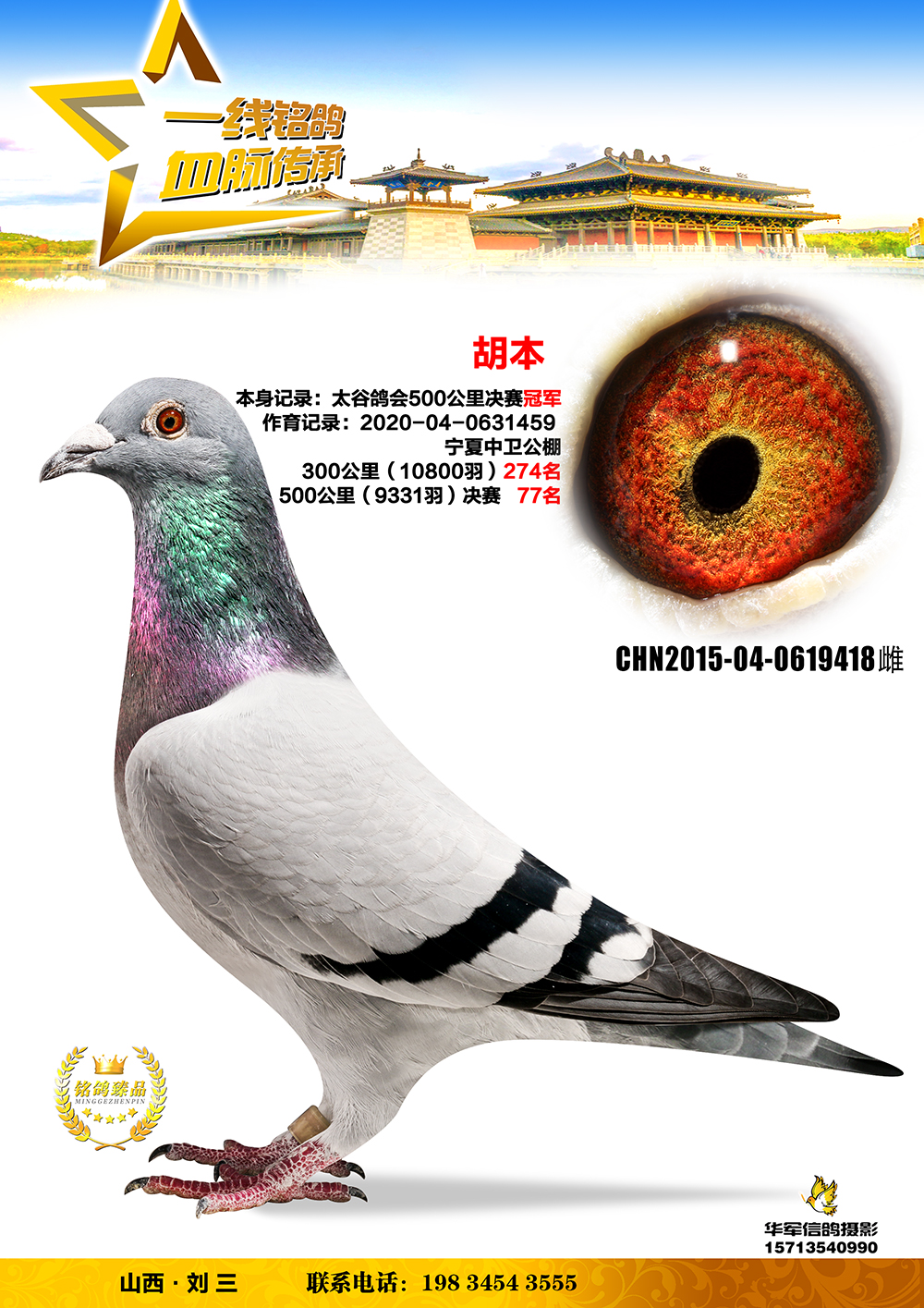 信鸽特征编 号:721450鸽 名:500公里决赛冠军羽 色:灰眼 砂:黄眼收 藏