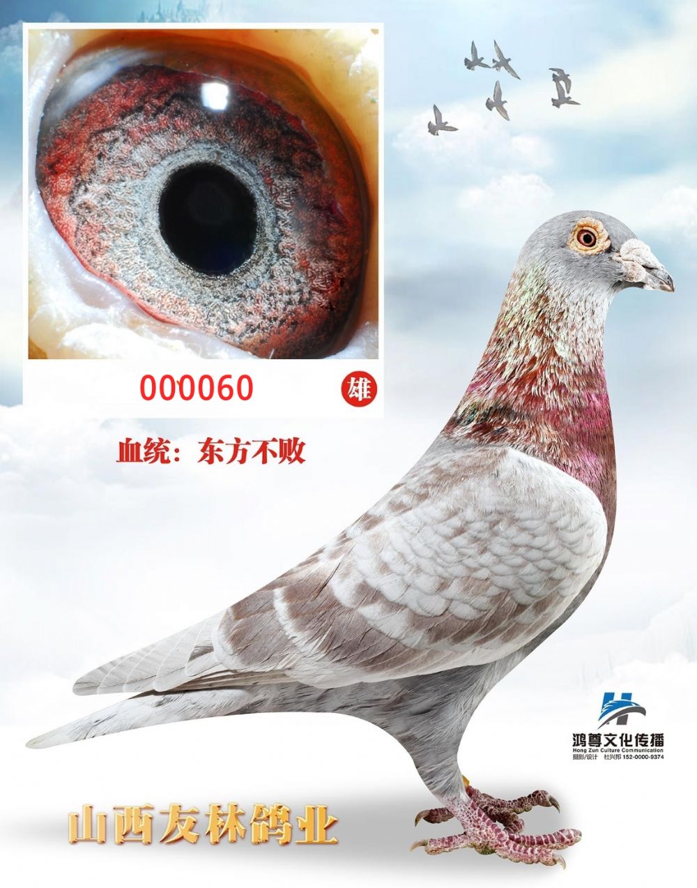 com爱鸽商城_中国信鸽信息网
