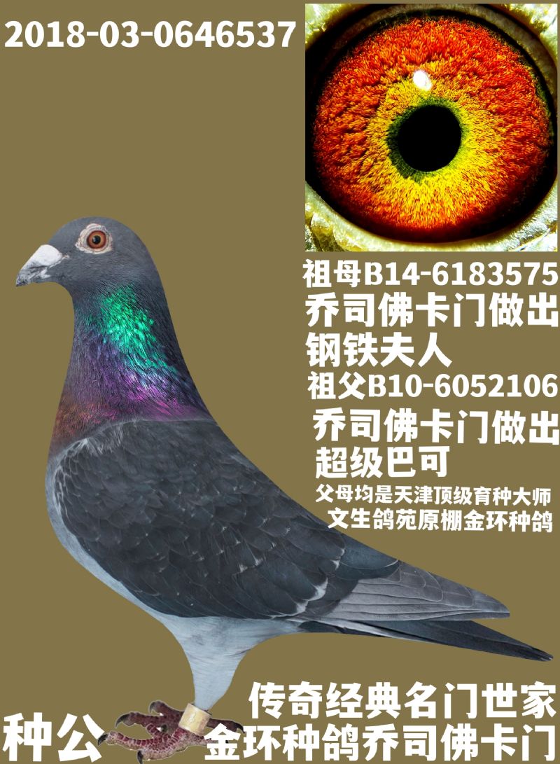 种鸽-冀中超远程赛鸽-中信网爱鸽商城