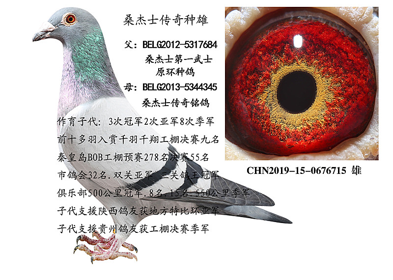 桑杰士黄金种雄