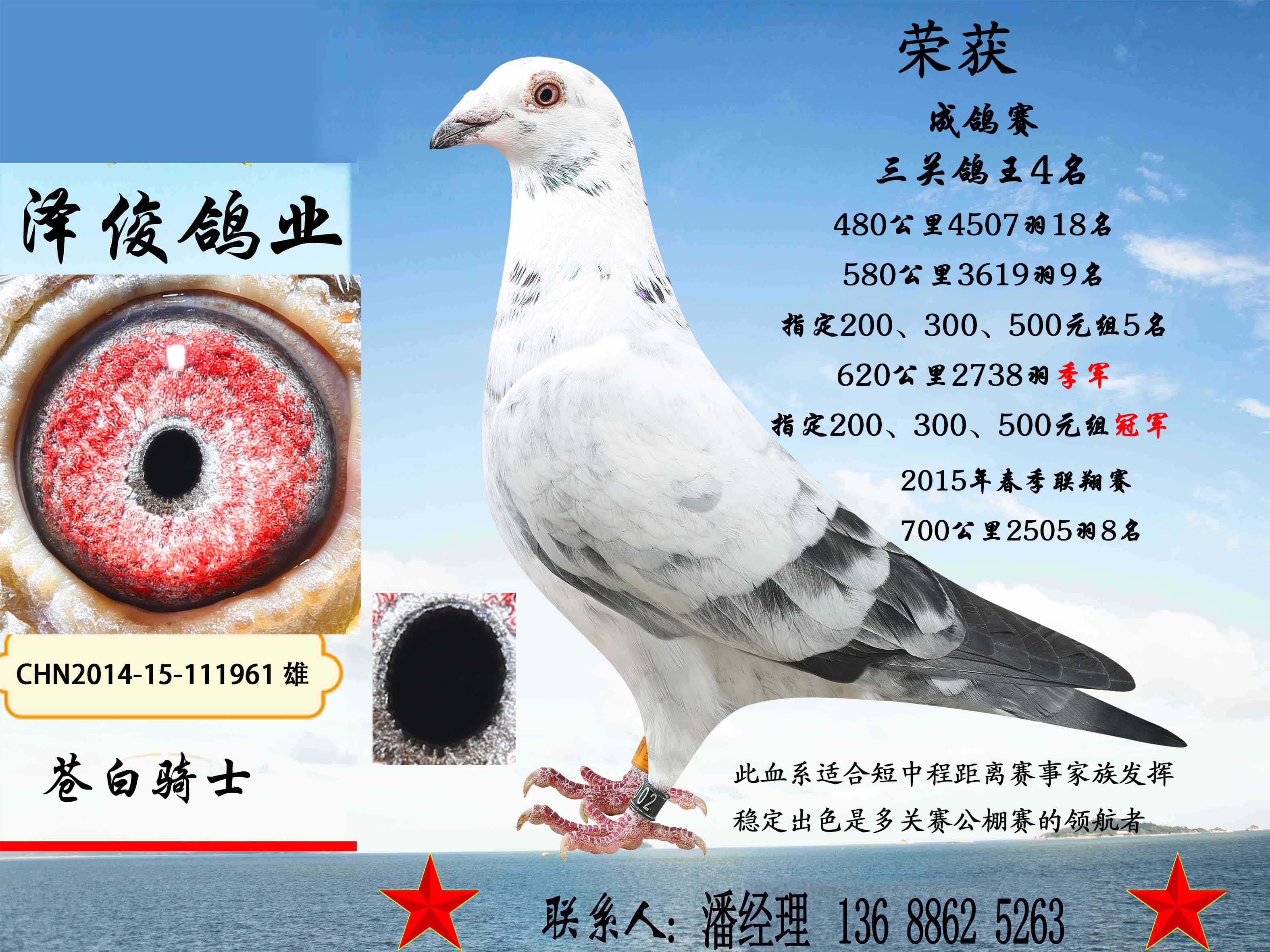 苍白骑士 - 泽俊鸽业