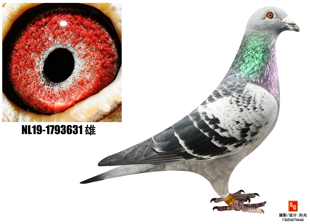 飓风直孙_彦滨鸽舍_ag188.com爱鸽商城_中国信鸽信息网