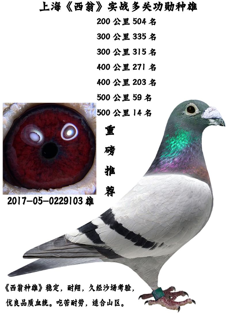 灰西翁-铁铮鸽舍-中信网爱鸽商城
