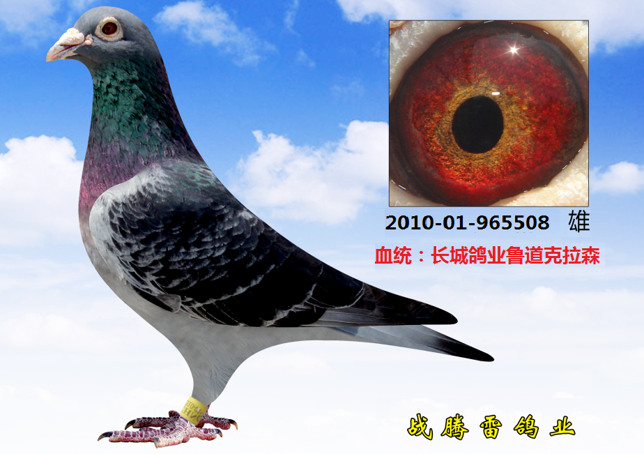 录:本鸽业外血种鸽人 气:1714次血 统:克拉森鸽友通:详细介绍长城鸽业