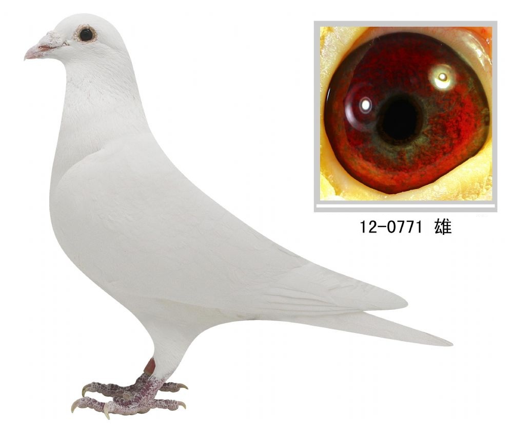 日本村松白信鸽图片图片