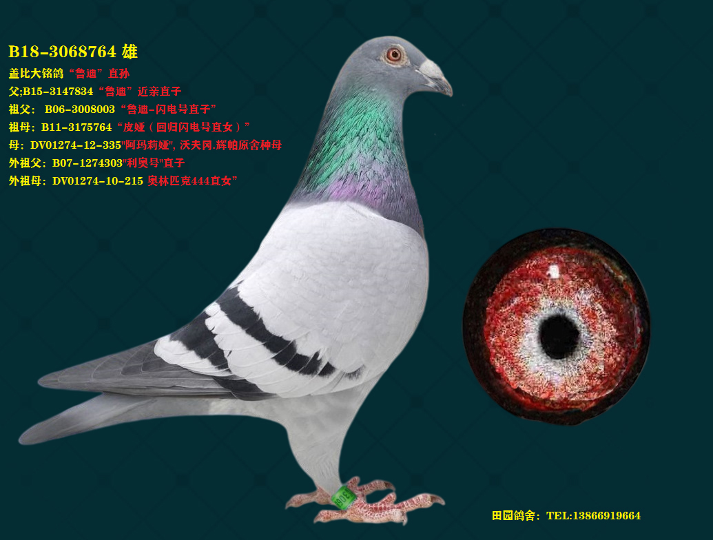 盖比764_田园鸽舍_ ag188.com爱鸽商城_中国信鸽信息网