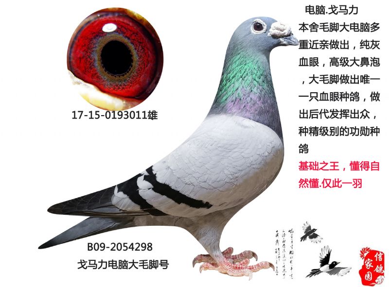 戈马力纯灰血眼,种精基础种鸽 - 淄博信鸽家园