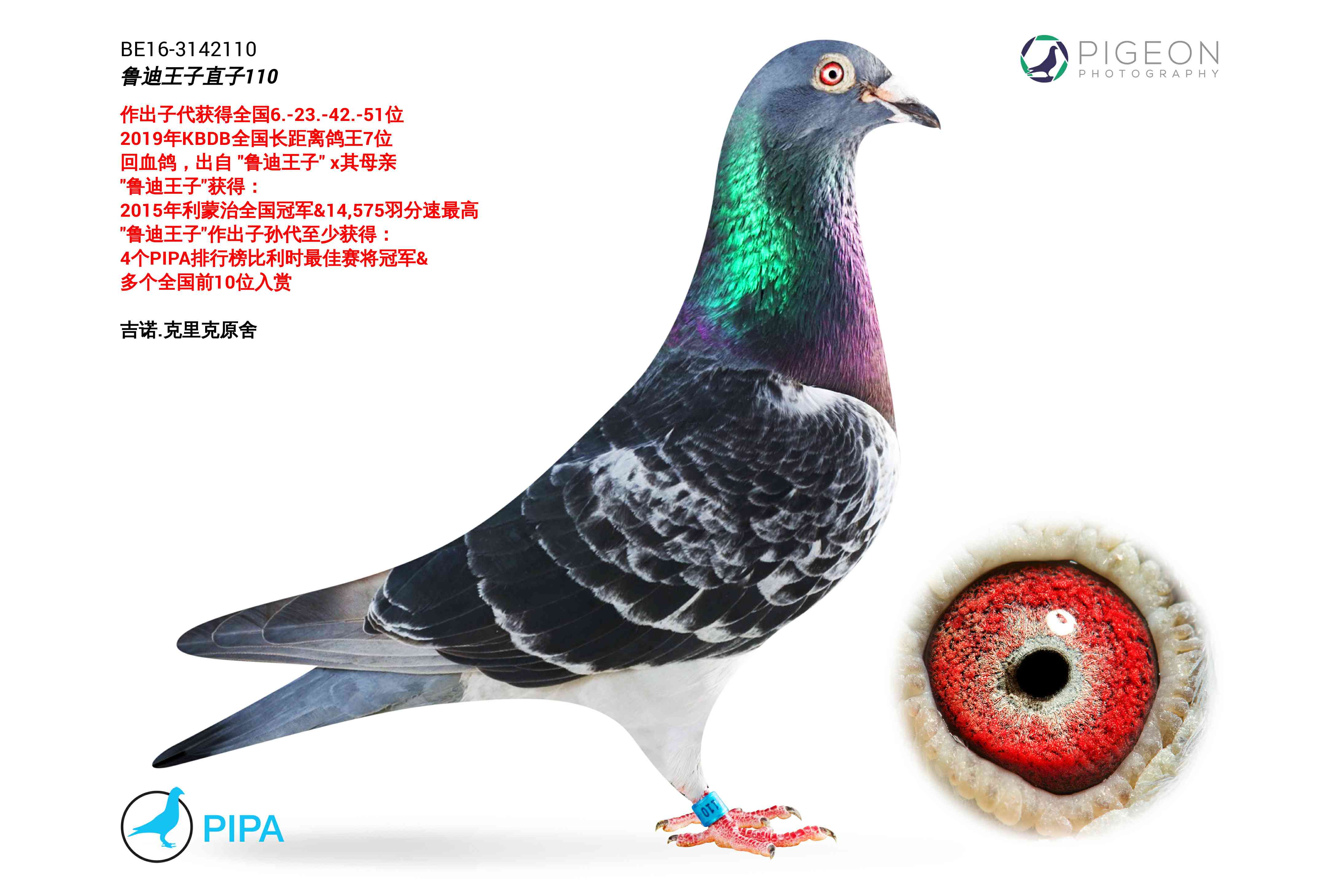 鲁迪王子直子110