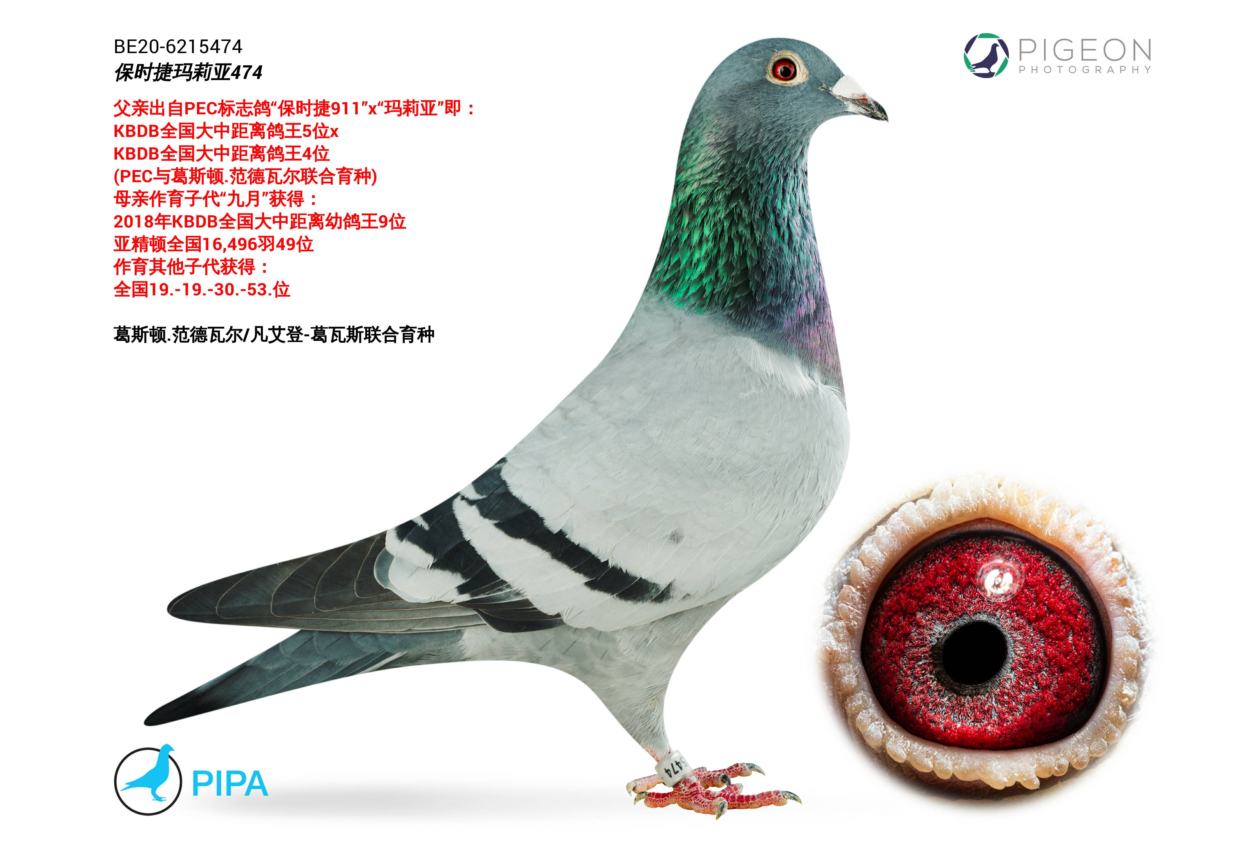 信鸽特征编 号:414370鸽 名:羽 色:灰眼 砂:砂眼收 藏:点击收藏环 号