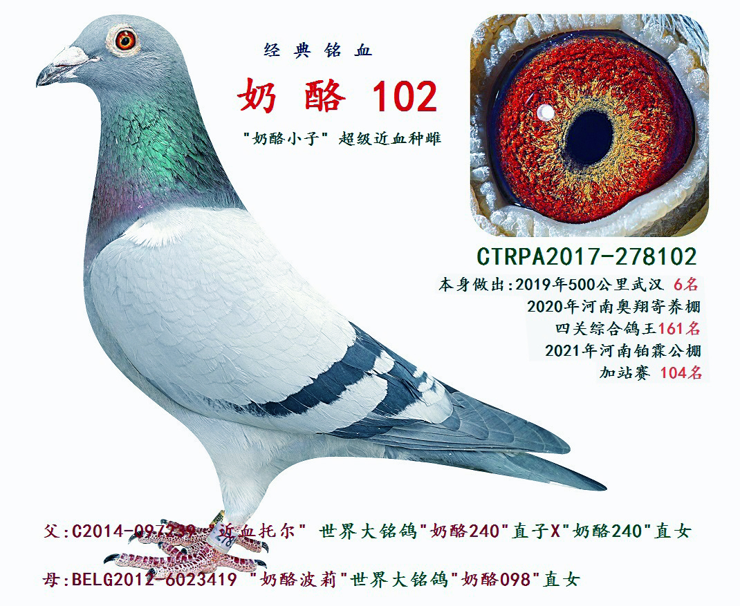 com爱鸽商城_中信网