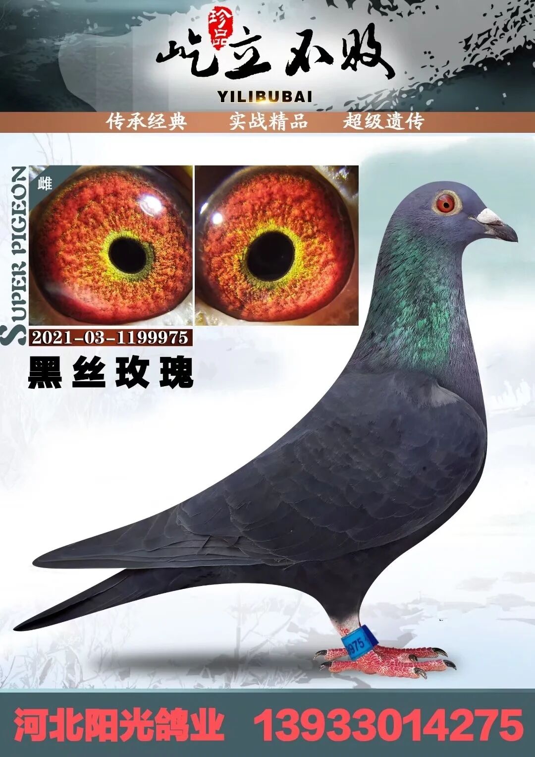 黑色桑杰士 - 河北阳光鸽业王跃龙