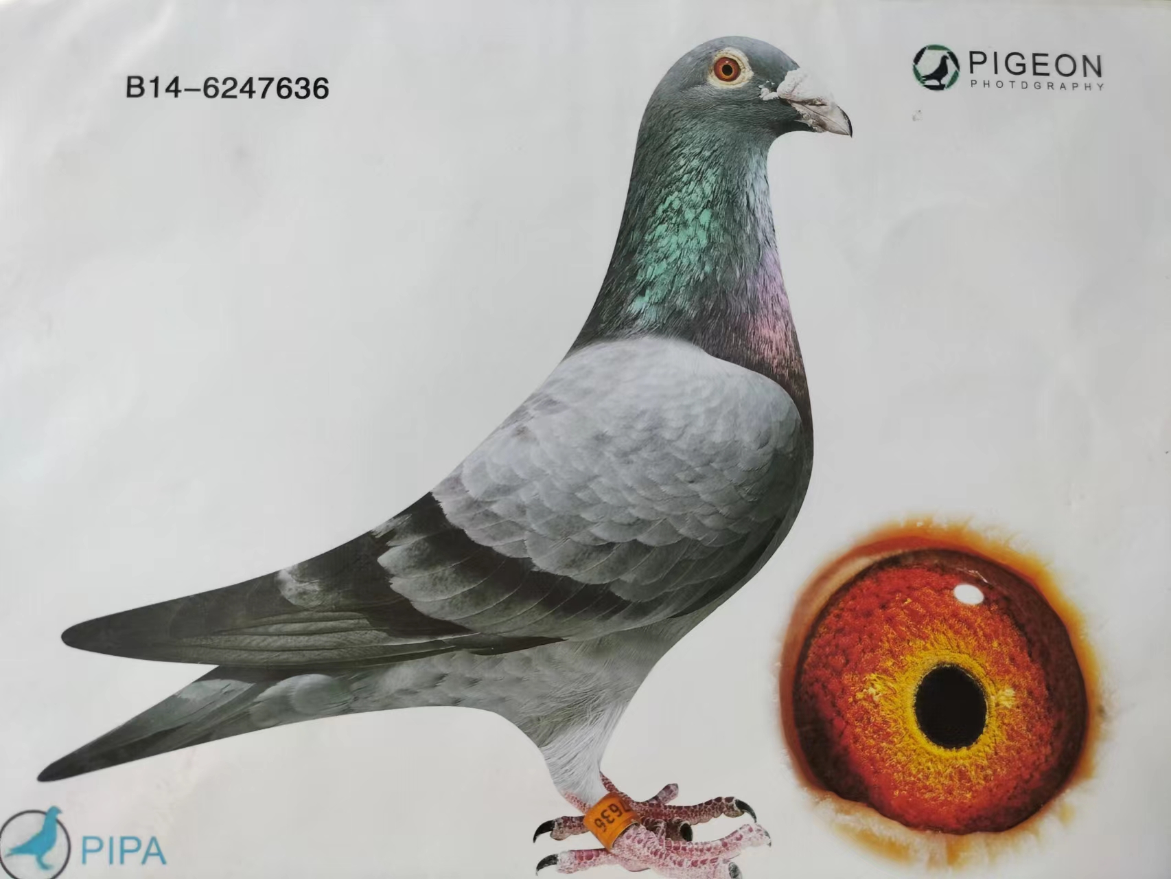 凡戴克小灰所向无敌直子