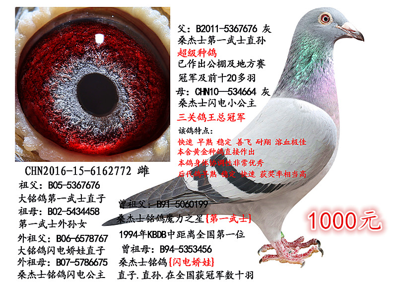 桑杰士"第一武士"_济南聚星鸽业_ ag188.com爱鸽商城_中国信鸽信息网