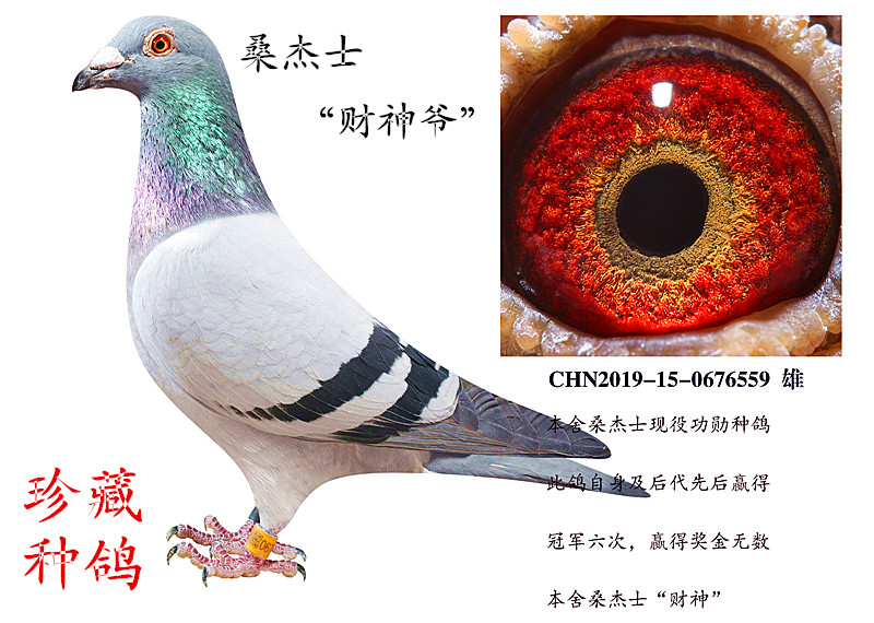 桑杰士"财神爷" - 乐鲲赛鸽育种中心