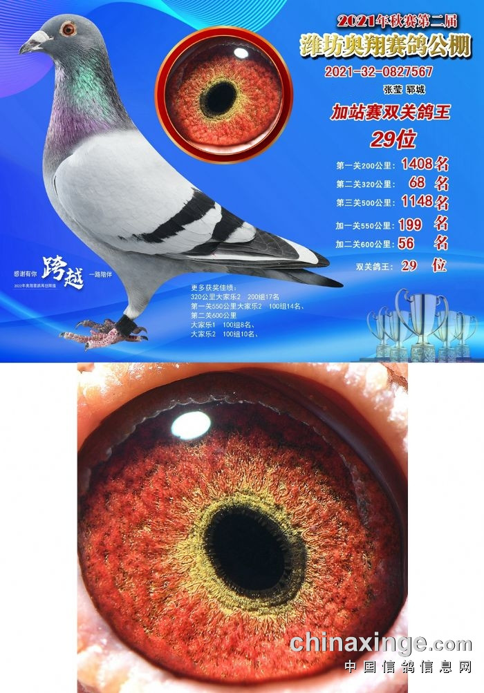 葛斯顿奶酪鸽王29