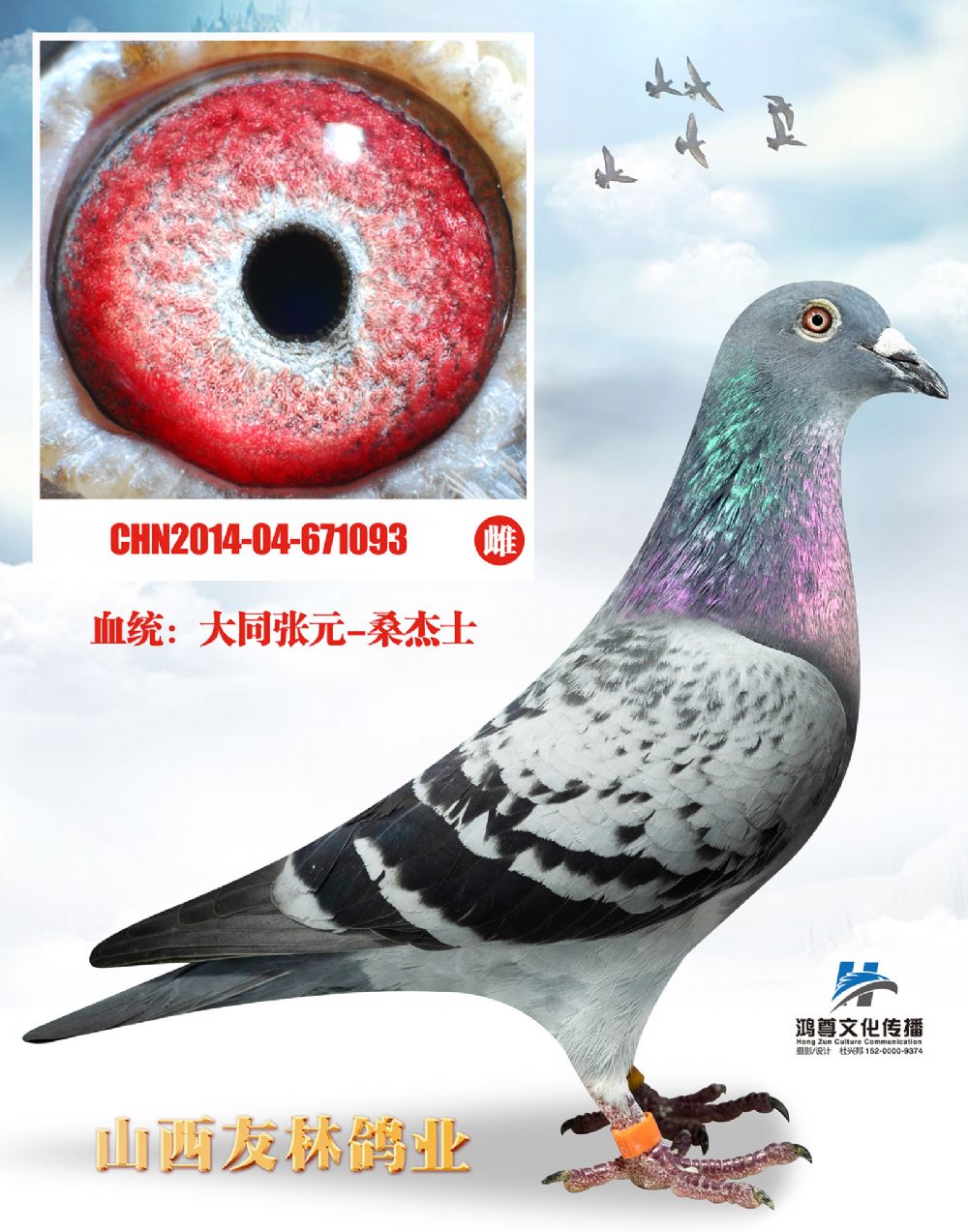 "大同张元"桑杰士 - 山西友林育种中心