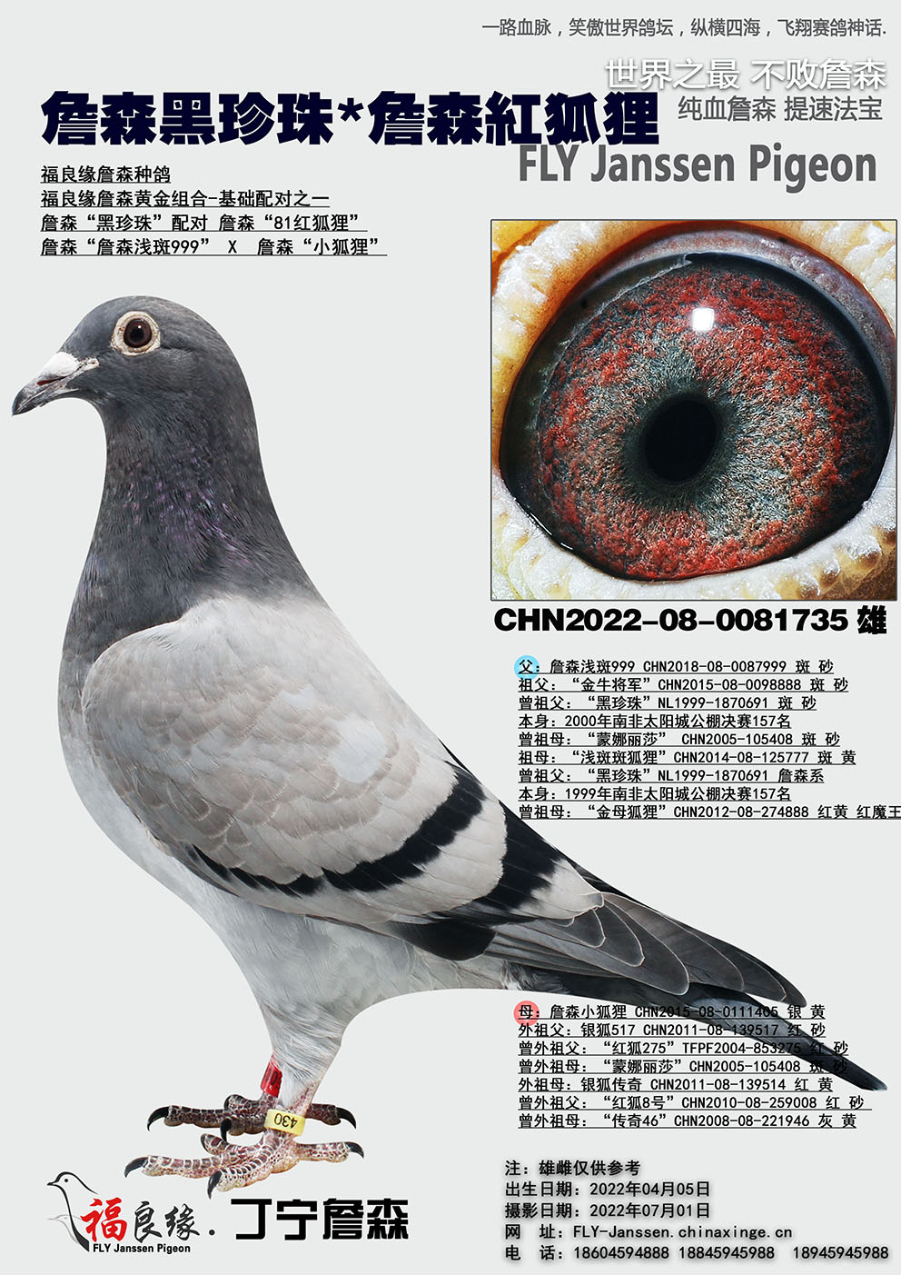 詹森黑珍珠詹森红狐狸