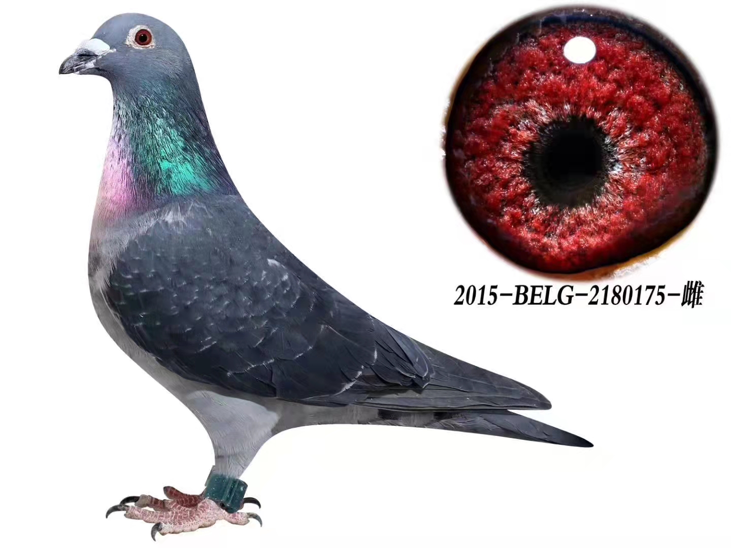 乔斯佛卡门黄金配对"巴可"x"凯蒂"家族