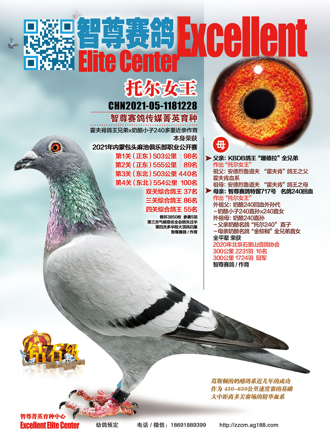 统:奶酪240鸽友通:详细介绍本身荣获2021年内蒙包头麻池俱乐部职业