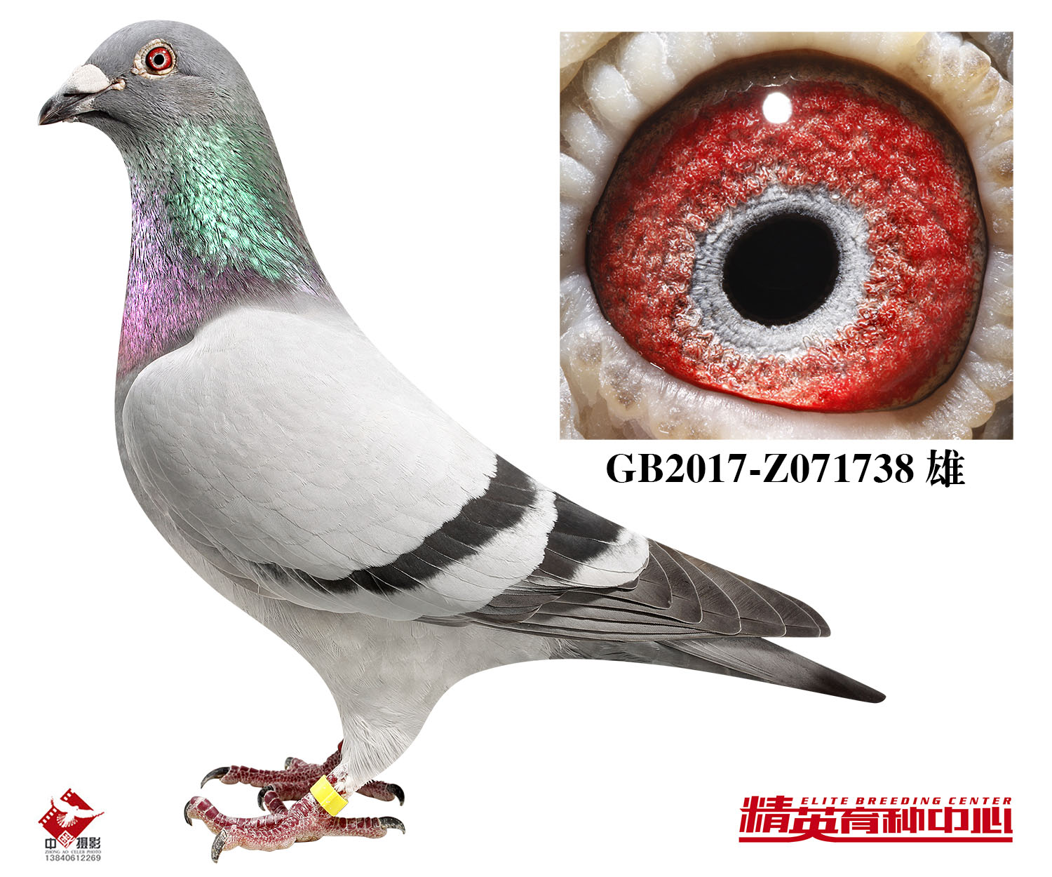 凡登布克超级战将-灰雄号