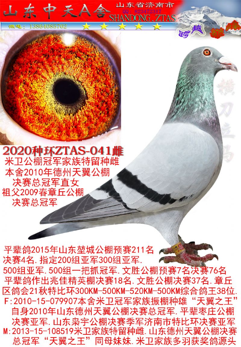 5,000会员价:￥3,000环 号:2020ztas-041性 别:雌目 录:超级种赛鸽