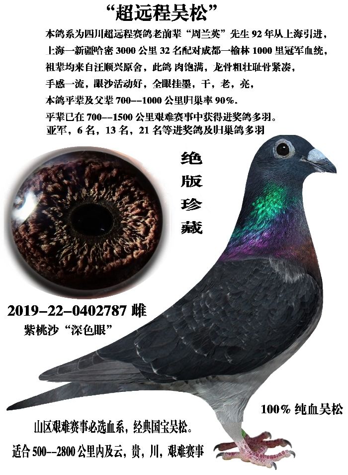 纯血吴松