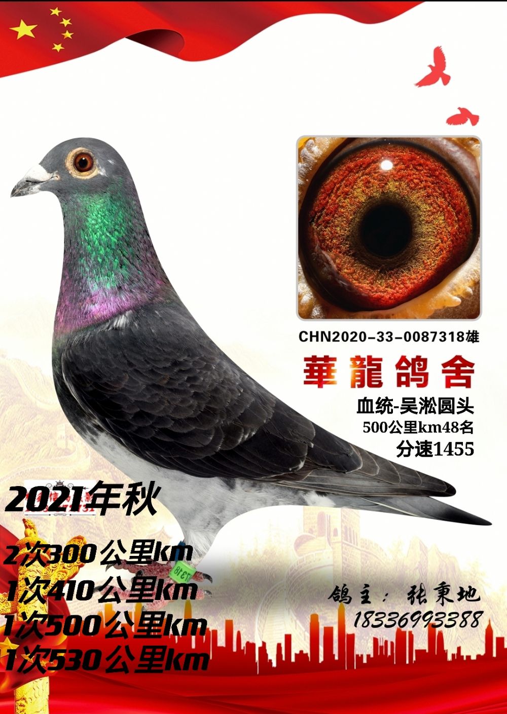 吴淞- 永城华龙国血鸽舍