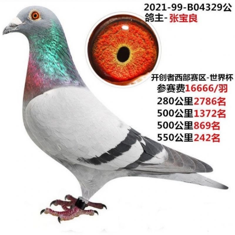 张宝良交北京开创者 - 京门壹号鸽苑