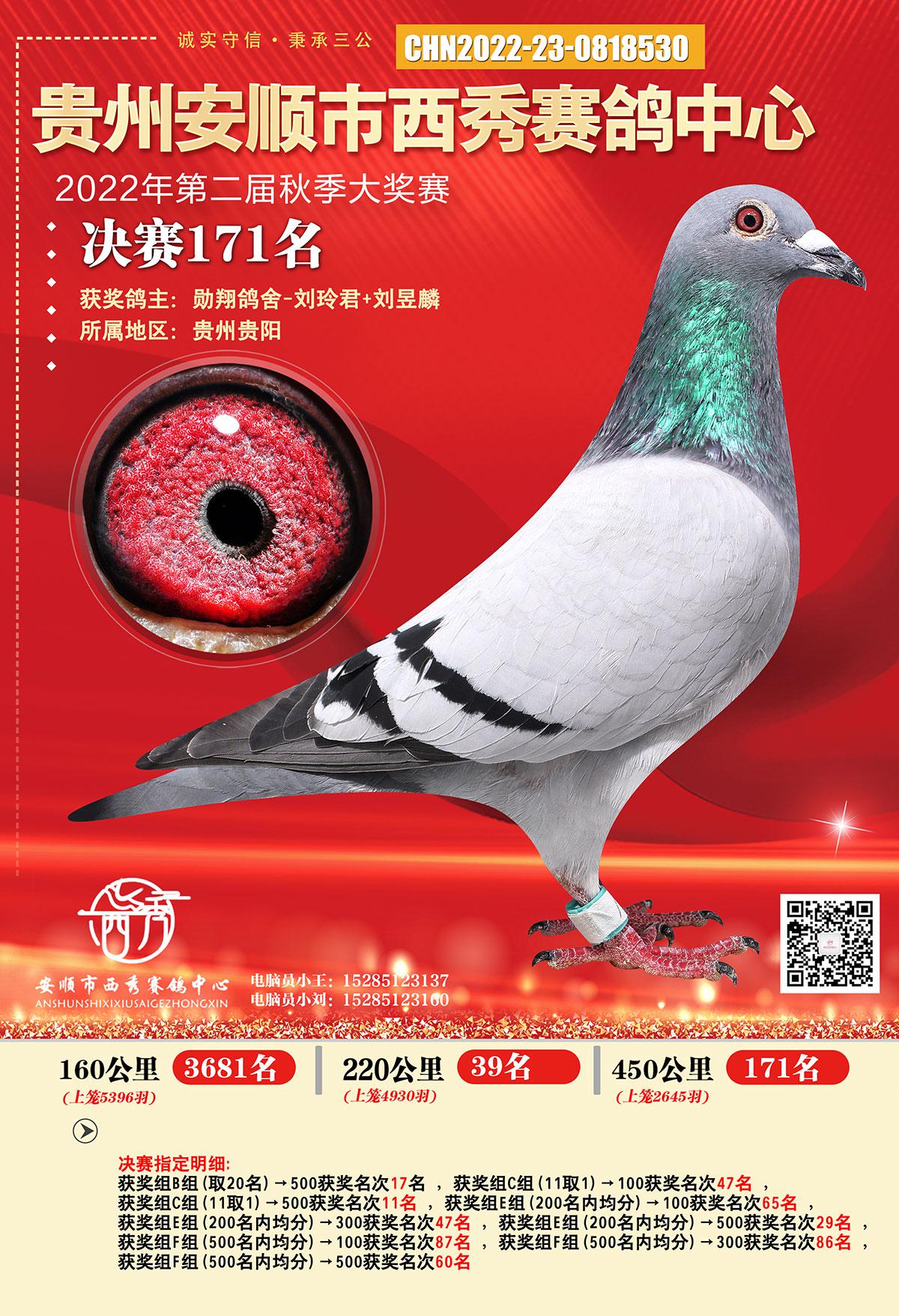 贵州安顺西秀公棚171名 - 勋翔鸽舍(波拉传承)