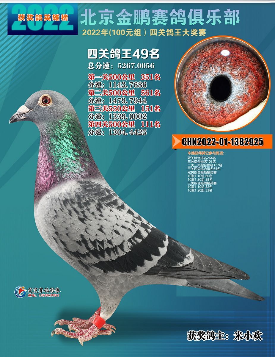 金鹏鸽王49