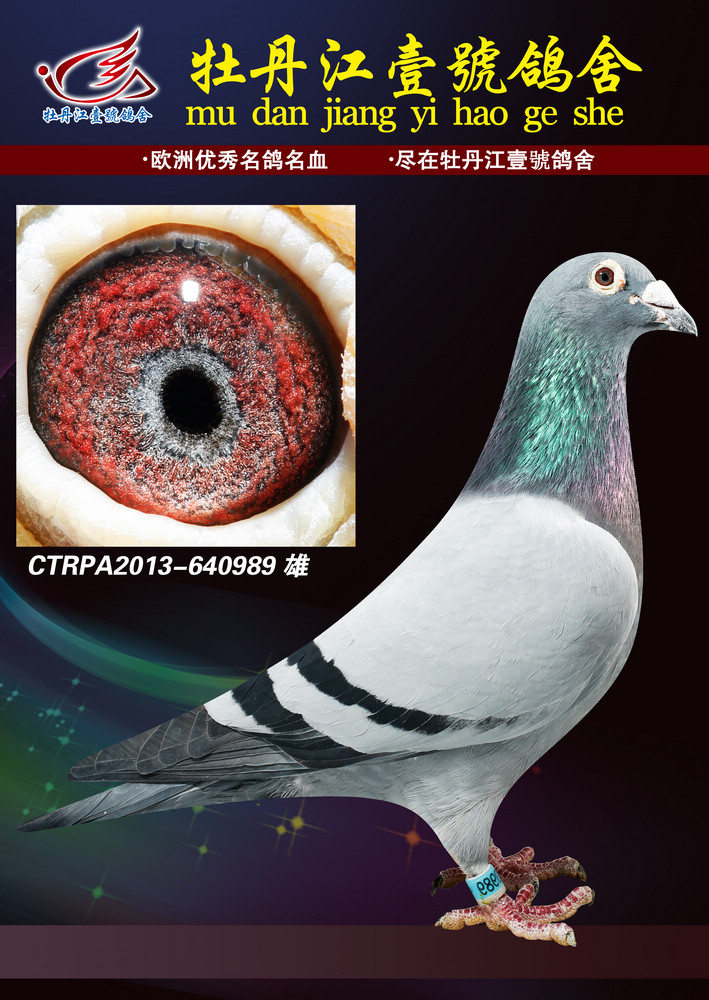 台湾明月鸽舍种鸽图片图片
