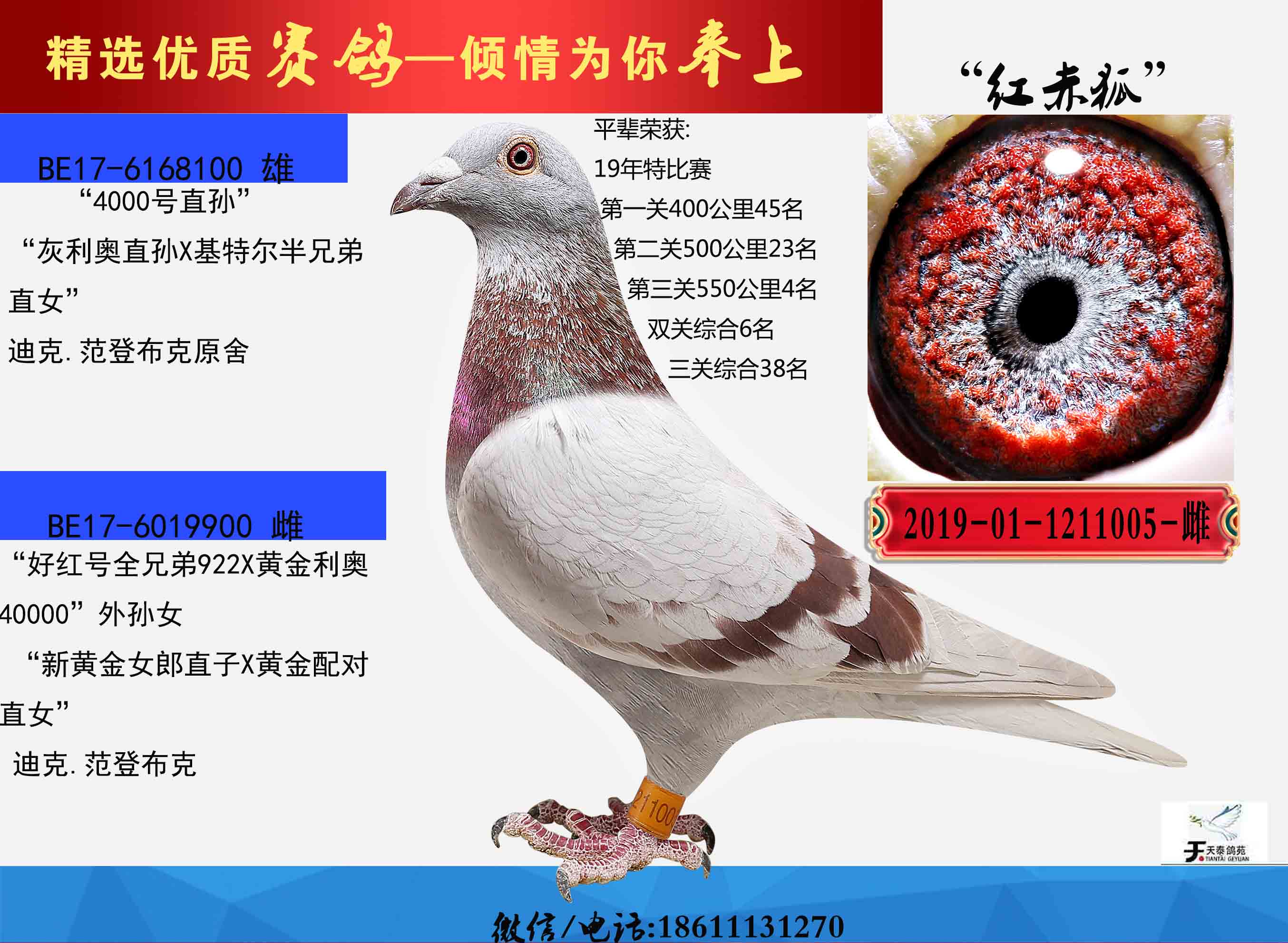 迪克范登布克红赤狐