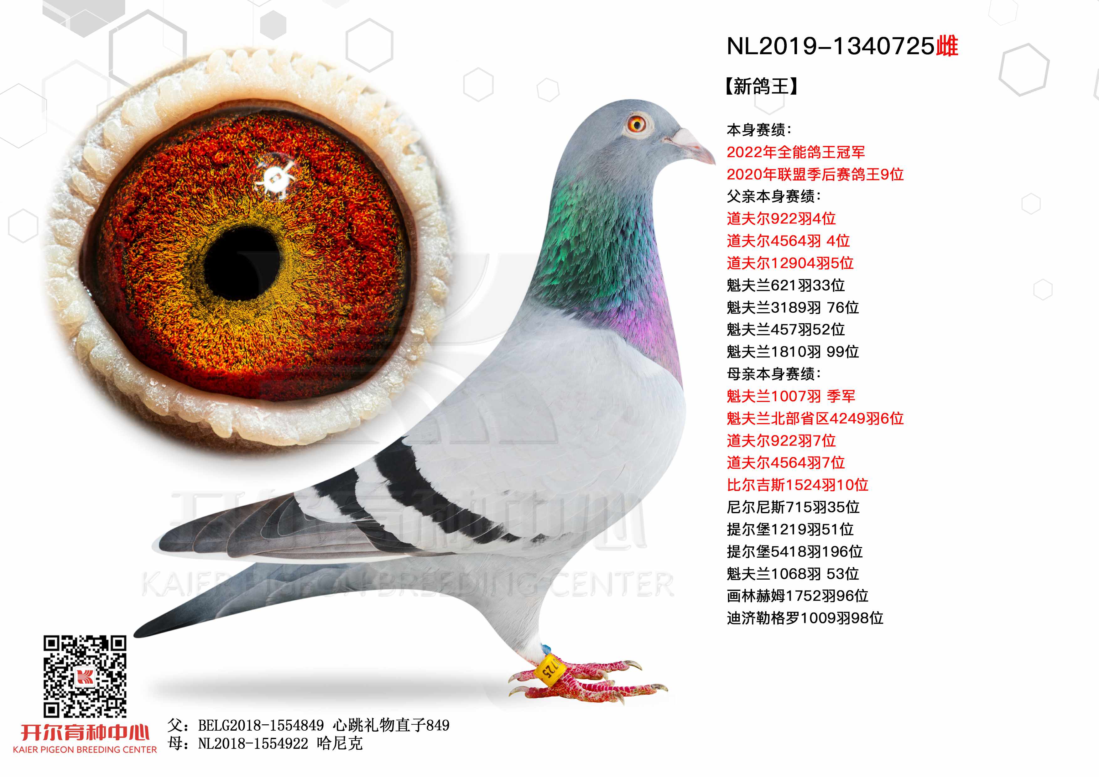 新鸽王