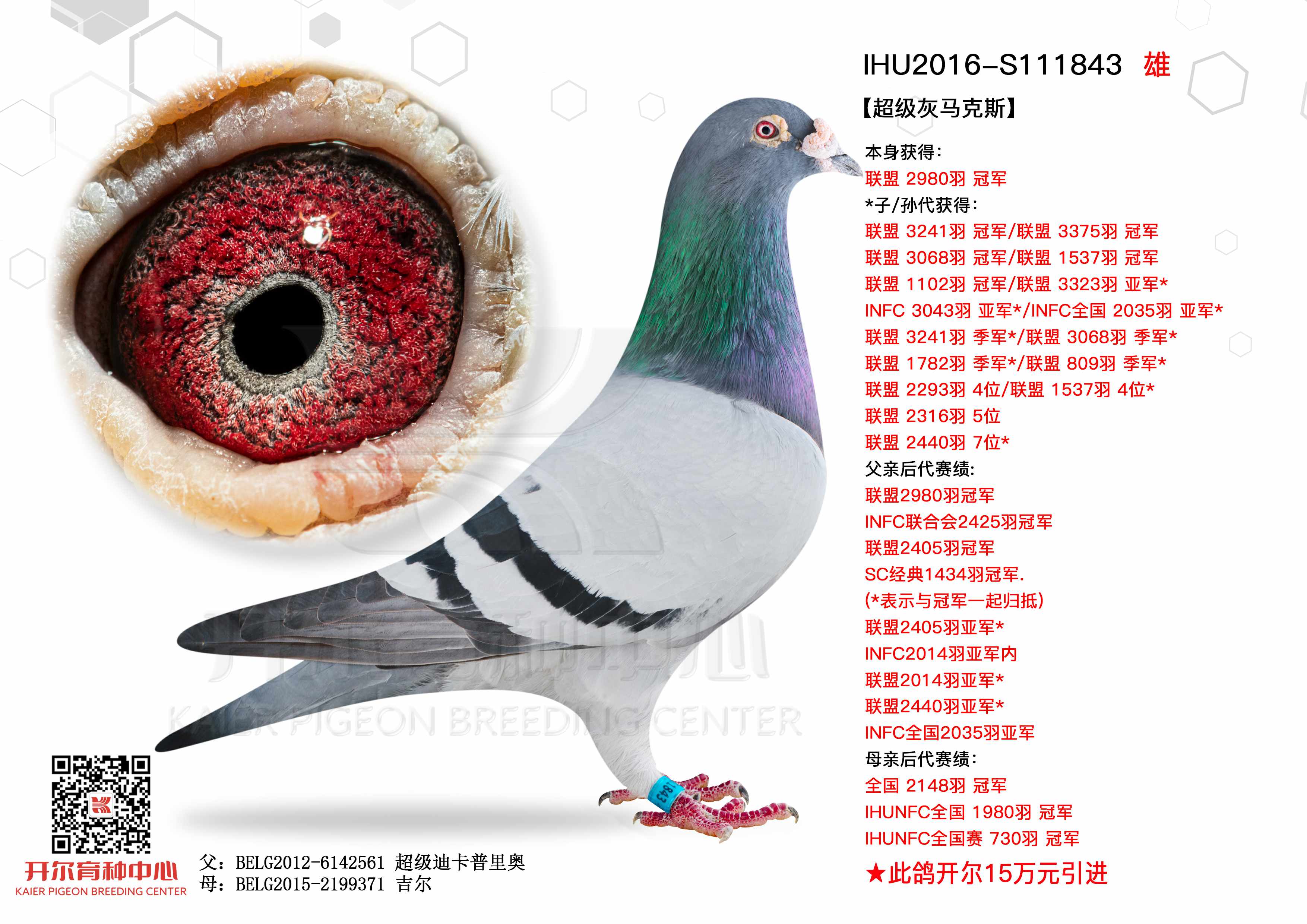 超级灰马克斯 - 开尔鸽业