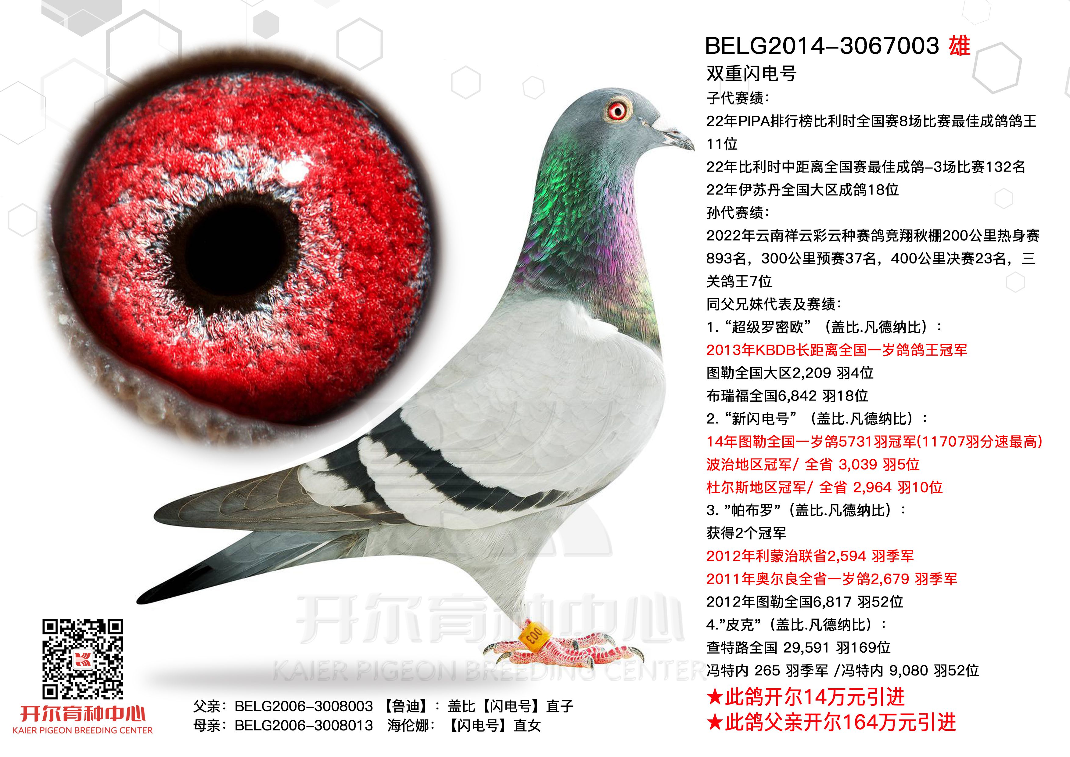 双重闪电号 - 开尔鸽业