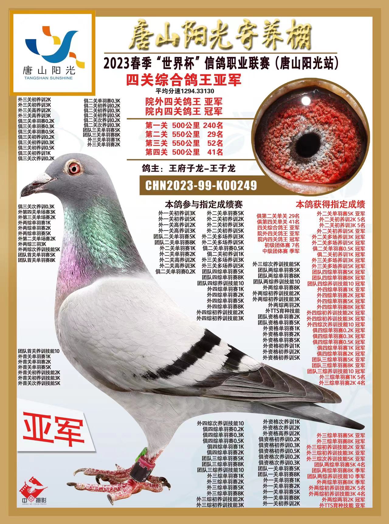 唐山阳光四关鸽王冠军