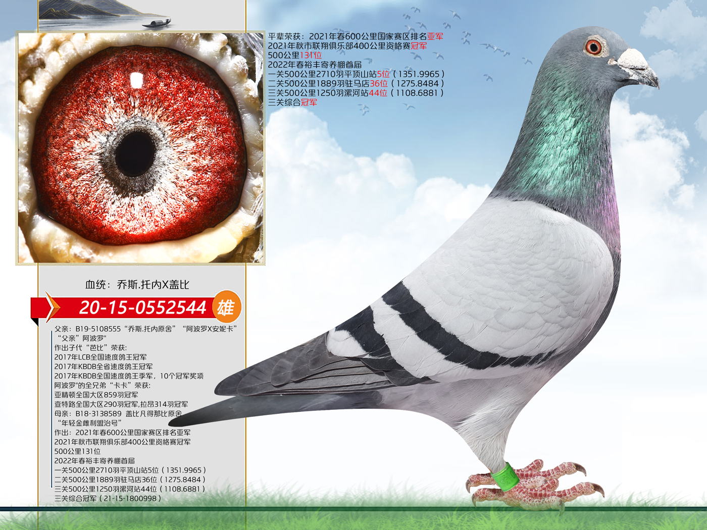 冠军全兄弟 - 华夏赛鸽铭血基地