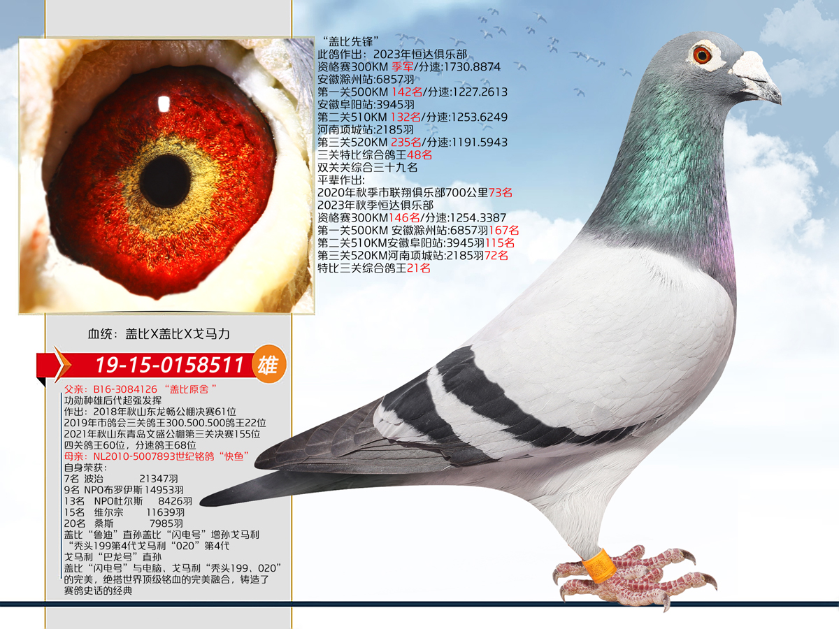 "盖比先锋"鸽王48父亲