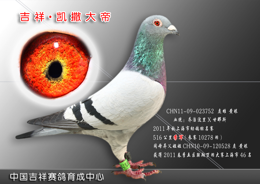 吉祥 凯撒大帝