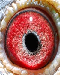 冠军之父【年轻老白眼】