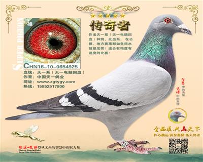 上海泰山号信鸽图片图片