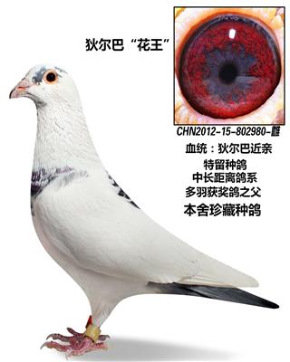 迪尔巴花王