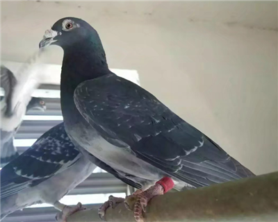 吴淞_上海涛轩国血吴淞李鸟_ ag188.com爱鸽商城_中国信鸽信息网