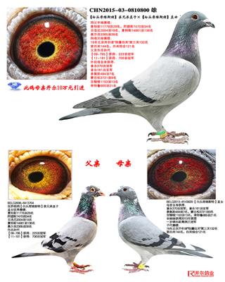 世界铭鸽【白头席维斯特】亲兄弟直子        chn2015-03-0810800