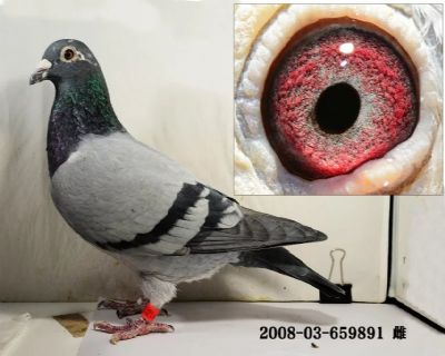 超越鸽舍 - 中信网铭鸽展厅 www.ag188.com