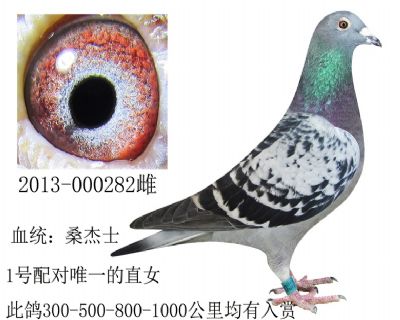 河南翔冠鸽苑 - 中信网铭鸽展厅 www.ag188.com