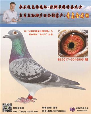 青岛金龙羽 - 中信网铭鸽展厅 www.ag188.com