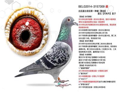 胡本0088