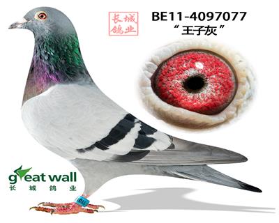 北京长城鸽业的种鸽图片