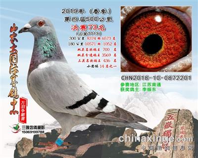 江苏南通李振东鸽舍 - 中信网铭鸽展厅 www.ag188.com